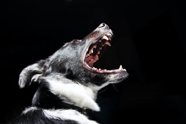 Personal Injury Template Dog Bite Img
